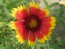 Blanket Flower