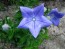 Balloon Flower 'Sentimental Blue' 