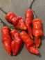 Hot Pepper ‘Sugar Rush Red’ Seeds (Certified Organic)