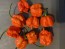 Hot Pepper ‘Carolina Reaper' 