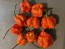 Hot Pepper ‘Carolina Reaper' 