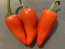 Hot Pepper ‘Hawaiian Sweet Hot' AKA 'Waialua' Seeds (Certified Organic)