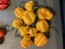 Hot Pepper ‘Scotch Bonnet MOA Yellow’ Seeds (Certified Organic)