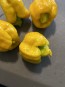 Hot Pepper ‘Yellow Scorpion x Reaper' Seeds (Certified Organic)