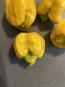 Hot Pepper ‘Yellow Scorpion x Reaper' Seeds (Certified Organic)