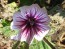 Mallow/French Hollyhock 'Zebrina'