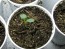 Money Plant AKA Silver Dollar 'Alba' Seeds (Certified Organic)