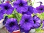 Petunia ‘Pink, Purple and Magenta Trailing Mix’