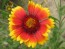 Blanket Flower