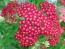 Yarrow 'Paprika' 