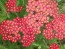 Yarrow 'Paprika' 