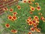Blanket Flower