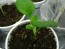 Money Plant AKA Silver Dollar 'Alba' Seeds (Certified Organic)