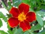 Marigold 'Scarlet Starlet'