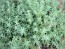 Sedum 'Blue Spruce' 