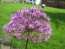 Allium/Flowering Onion 'Purple Sensation'