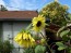 Sunflower 'Italian White'