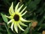 Sunflower 'Italian White'
