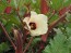 Okra 'Jing Orange' Seeds (Certified Organic)