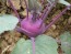 Kohlrabi 'Early Purple Vienna'