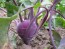 Kohlrabi 'Early Purple Vienna'