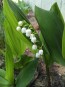 Lily of the Valley Seeds (Certified Organic)