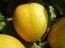 Cucumber 'Lemon' Plants (6PK)