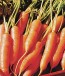 Carrot 'Little Finger'