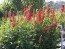 Cardinal Flower Seeds (Certified Organic)