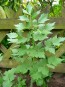 Herb 'Lovage' Plants (4PK)