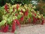 Amaranth 'Love Lies Bleeding'