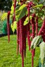 Amaranth 'Love Lies Bleeding'