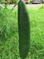 Gourd 'Sponge Luffa'