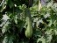 Gourd 'Sponge Luffa'