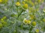 Pineappleweed / Wild Chamomile
