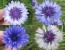 Bachelor's Button 'Classic Fantastic' Seeds (Certified Organic ...