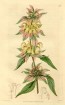 Herb 'Dotted Horsemint' Plant