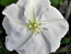 Moonflower Vine 'Giant White'