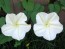 Moonflower Vine 'Giant White'