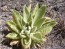 Common Mullein