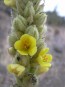 Common Mullein