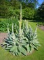 Common Mullein