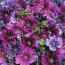 Mallow/French Hollyhock 'Mystic Merlin'