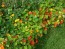 Dwarf Nasturtium 'Jewel Mix'