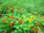 Dwarf Nasturtium 'Jewel Mix'