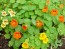 Nasturtium 'Tall Trailing Mix'