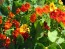 Dwarf Nasturtium 'Jewel Mix'