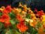 Dwarf Nasturtium 'Jewel Mix'