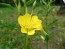 Common Evening Primrose Seeds (Certified Organic)