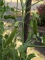 Snow Pea 'Oregon Sugar Pod II'